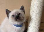 Lori - Siamese Cat For Sale - Conger&comma; IA&comma; US