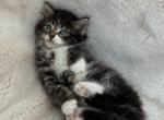 Doll - Domestic Kitten For Sale - 