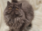 Cinnamon - Persian Kitten For Sale - 
