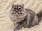 Sapphire's black smoke boy - Exotic Kitten For Sale - 