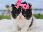 Sugar's girl - Exotic Kitten For Sale - 