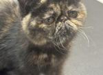 June - Exotic Kitten For Sale - Milford&comma; CT&comma; US