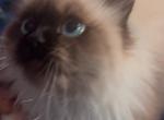 Minuet - Minuet Kitten For Sale - 