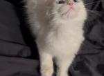 Nonstan Min - Minuet Kitten For Sale - 