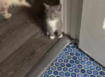 Himalayan kittens Available Now - Himalayan Kitten For Sale - Chicago&comma; IL&comma; US