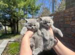Pabble - British Shorthair Kitten For Sale - Manassas Park&comma; VA&comma; US