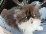 Chocolate bicolor female persian kitten - Persian Cat For Sale - Woodburn&comma; IN&comma; US