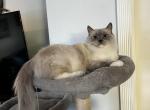 Valkyrie Blue Pointed Mitted Ragdoll Female - Ragdoll Cat For Sale - Puyallup&comma; WA&comma; US