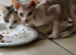 Elsie - Sphynx Cat For Sale - Lake Geneva&comma; WI&comma; US