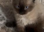 Stan choc - Munchkin Kitten For Sale - 