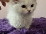 Stanminuet - Minuet Kitten For Sale - 