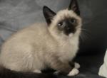 Beautiful Siamese kitty - Siamese Kitten For Sale - Suffield&comma; CT&comma; US