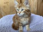Ralph - Maine Coon Kitten For Sale - 