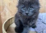 Sid - Maine Coon Kitten For Sale - Montgomery&comma; MA&comma; US