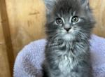 Mae - Maine Coon Kitten For Sale - Montgomery&comma; MA&comma; US