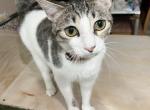 Willow - Domestic Cat For Adoption - Red Oak&comma; TX&comma; US