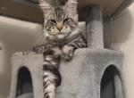 Henry - Maine Coon Cat For Sale/Retired Breeding - 