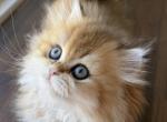 Golden British Longhair girl - British Shorthair Kitten For Sale - 
