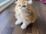 Golden Brittish longhair girl - British Shorthair Kitten For Sale - Aliso Viejo&comma; CA&comma; US
