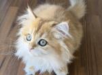 Golden British Longhair female - British Shorthair Kitten For Sale - Aliso Viejo&comma; CA&comma; US