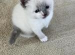 Ragdoll Mix F - Ragdoll Kitten For Sale - 