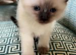Blossom Ragdoll Mix F - Ragdoll Kitten For Sale - Columbia&comma; MD&comma; US