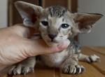 black marble boy from Marbleficent - Peterbald Kitten For Sale - Vienna&comma; AT