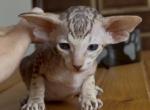 rare choco marble female - Peterbald Kitten For Sale - Vienna&comma; AT