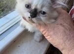 Macy the Minuet - Minuet Kitten For Sale - Roanoke&comma; VA&comma; US