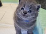 Ozzie - Scottish Straight Kitten For Sale - 