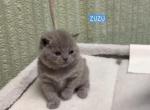 Zuzu - Scottish Straight Kitten For Sale - 