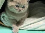 Mango - Scottish Straight Kitten For Sale - 