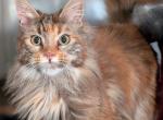 Venus - Maine Coon Kitten For Sale - Renton&comma; WA&comma; US