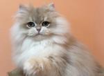 Brian - British Shorthair Kitten For Sale - 