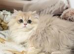 Bosnia - British Shorthair Kitten For Sale - 