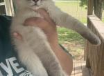 Bronco - Balinese Kitten For Sale - Griggsville&comma; IL&comma; US