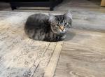 Sass - Ragdoll Kitten For Sale - 
