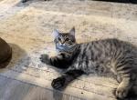 Sass - Ragdoll Kitten For Sale - PA&comma; US