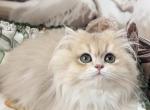 Bosnia - British Shorthair Kitten For Sale - Wheeling&comma; IL&comma; US