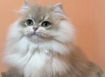 Brian - British Shorthair Kitten For Sale - Wheeling&comma; IL&comma; US