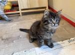 Duchess litter - Ragdoll Kitten For Sale - PA&comma; US