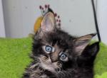 Tony - Maine Coon Kitten For Sale - 