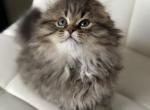 Doom Scottish Fold - Scottish Fold Kitten For Sale - 