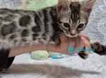 Hanter - Bengal Kitten For Sale - Pembroke Pines&comma; FL&comma; US