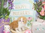 Show Quality Red and White Bi Color - Persian Kitten For Sale - 