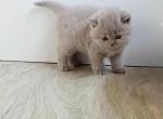 PURE BREED BRITISH SHORTHAIR KITTENS BOY - British Shorthair Kitten For Sale - Darien&comma; CT&comma; US