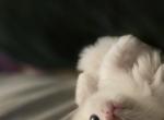 Sprinkle - Minuet Kitten For Sale - Denver&comma; CO&comma; US
