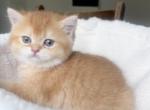 Luxury British Shorthair Boy Chocolate Golden Ch - British Shorthair Kitten For Sale - 