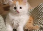 Pat - Persian Kitten For Sale - Bourbonnais&comma; IL&comma; US