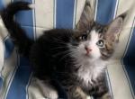 Jericho Reserved - Maine Coon Kitten For Sale - Waterloo&comma; IN&comma; US